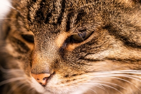 虎斑猫脸部特写摄影图片